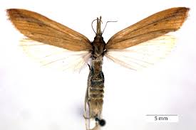 Attēlu rezultāti vaicājumam “Donacaula mucronella”