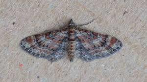 Attēlu rezultāti vaicājumam “Gymnoscelis rufifasciata”