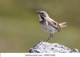 Attēlu rezultāti vaicājumam “Luscinia svecica adult”