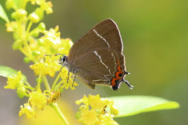 Attēlu rezultāti vaicājumam “Satyrium w-album underside”