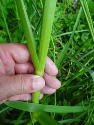 Attēlu rezultāti vaicājumam “Glyceria maxima leaf”