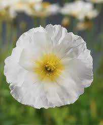 Image result for Papaver nudicaule