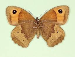 Attēlu rezultāti vaicājumam “Maniola jurtina”