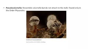 Attēlu rezultāti vaicājumam “Cribraria piriformis stalked”