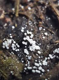 Attēlu rezultāti vaicājumam “Henningsomyces candidus”