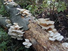 Attēlu rezultāti vaicājumam “Pleurotus ostreatus”