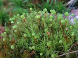 Attēlu rezultāti vaicājumam “Bartramia pomiformis”