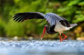 Attēlu rezultāti vaicājumam “Ciconia nigra adult”