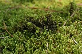 Attēlu rezultāti vaicājumam “| Dicranum”