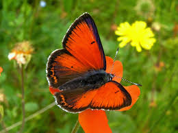 Attēlu rezultāti vaicājumam “Lycaena hippothoe male”