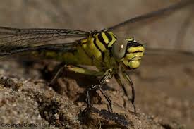 Attēlu rezultāti vaicājumam “Gomphus flavipes”