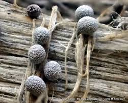 Attēlu rezultāti vaicājumam “Physarum bryomacrocarpum macro”