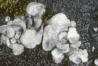 Attēlu rezultāti vaicājumam “Dermatocarpon miniatum”