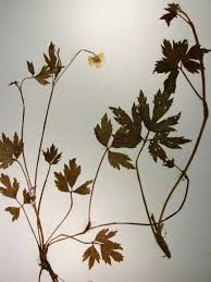 Attēlu rezultāti vaicājumam “Ranunculus lanuginosus bud”