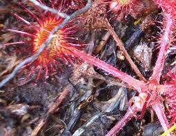 Attēlu rezultāti vaicājumam “Drosera rotundifolia leaf”