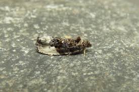 Attēlu rezultāti vaicājumam “Hedya nubiferana”