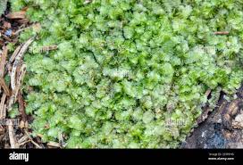 Attēlu rezultāti vaicājumam “Calypogeia integristipula”