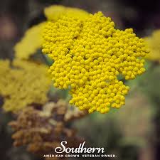 Image result for Achillea filipendulina
