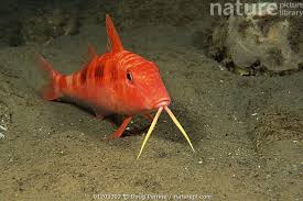 Image result for Pseudupeneus maculatus