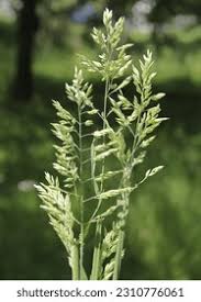 Attēlu rezultāti vaicājumam “Holcus mollis”