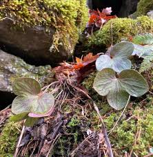 Attēlu rezultāti vaicājumam “Hepatica nobilis leaf”