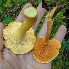 Attēlu rezultāti vaicājumam “Hygrophoropsis aurantiaca”