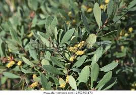 Attēlu rezultāti vaicājumam “Myrica gale bud”