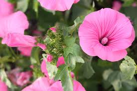 Image result for Lavatera trimestris