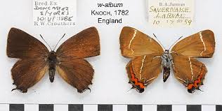 Attēlu rezultāti vaicājumam “Satyrium w-album underside”