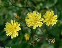 Attēlu rezultāti vaicājumam “Lapsana communis”