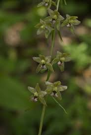Attēlu rezultāti vaicājumam “Epipactis helleborine”