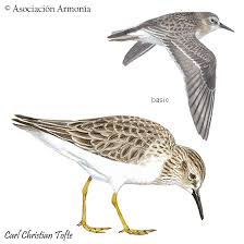 Image result for Calidris minutilla