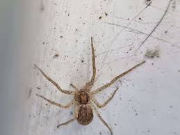 Attēlu rezultāti vaicājumam “Trichia longipalpis macro”