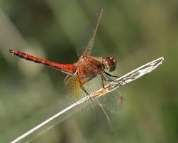 Attēlu rezultāti vaicājumam “Sympetrum flaveolum”