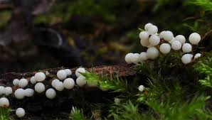 Attēlu rezultāti vaicājumam “Lamproderma debile”