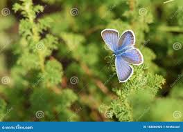 Attēlu rezultāti vaicājumam “Plebejus idas underside”