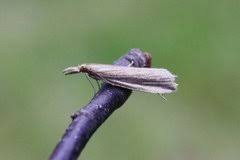 Attēlu rezultāti vaicājumam “Donacaula mucronella”