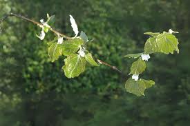 Attēlu rezultāti vaicājumam “Populus x canescens”