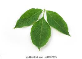 Attēlu rezultāti vaicājumam “Sambucus nigra leaf”