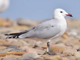 Image result for Larus audouinii