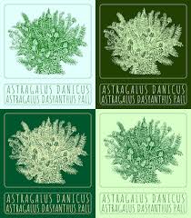 Attēlu rezultāti vaicājumam “Astragalus danicus”