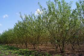 Attēlu rezultāti vaicājumam “Salix triandra”