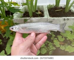 Image result for Mugil cephalus
