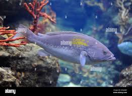 Image result for Epinephelus costae