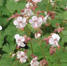 Attēlu rezultāti vaicājumam “Geranium bohemicum fruit”