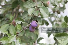 Attēlu rezultāti vaicājumam “Prunus domestica subsp. domestica fruit”
