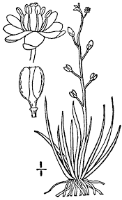Attēlu rezultāti vaicājumam “Subularia aquatica”