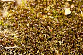 Attēlu rezultāti vaicājumam “Ephemerum serratum sporophyte”