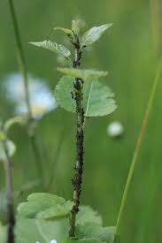 Attēlu rezultāti vaicājumam “Chaitophorus populeti”