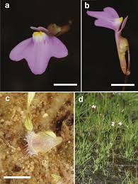 Image result for Utricularia